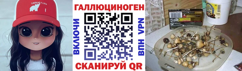 Псилоцибиновые грибы Cubensis  закладка  Красный Кут 